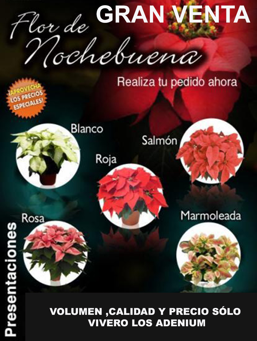 Flor de Noche Buenas  Maceta 7" 